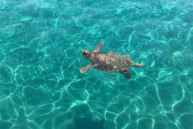 Turtle Spotting Cruise in Zakynthos - Common questions