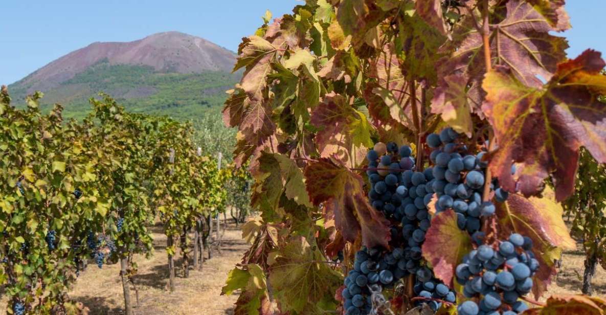 Vesuvius Valley and Pompeii With Wine Taste and Lunch by Van - Highlights