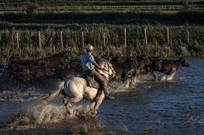 Visit and Discovery in the Heart of the Camargue - Activities and Sightseeing