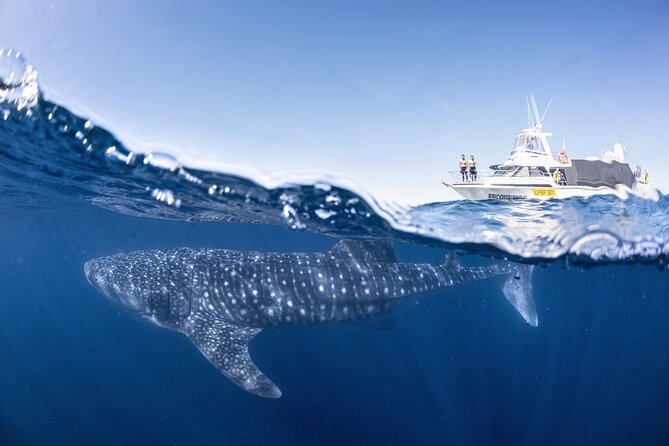 Whale Shark Adventure Tour - Essential Tour Information