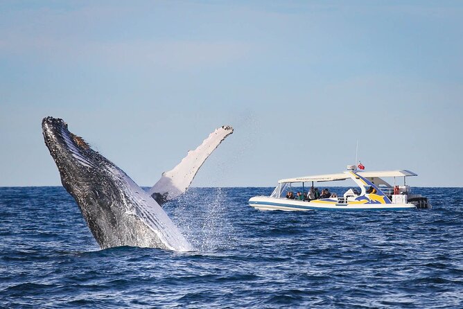 Whale Watching 2.5 Hour Adventure Cruise - Whale Watching Experience