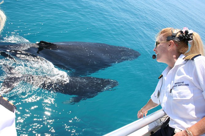 Whale Watching Cruise From Redcliffe, Brisbane or the Sunshine Coast - What to Expect Onboard