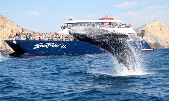 Whale Watching Dinner Cruise in Cabo San Lucas - Inclusions and Amenities