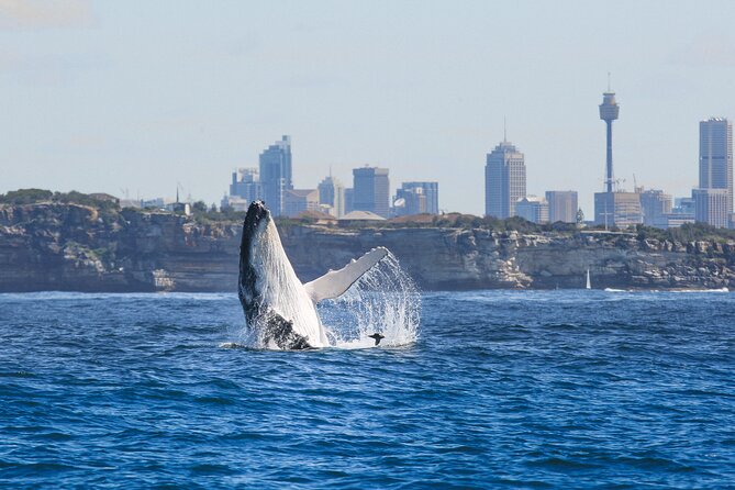 Whale Watching Sydney 2-Hour Express Cruise - What to Expect Onboard