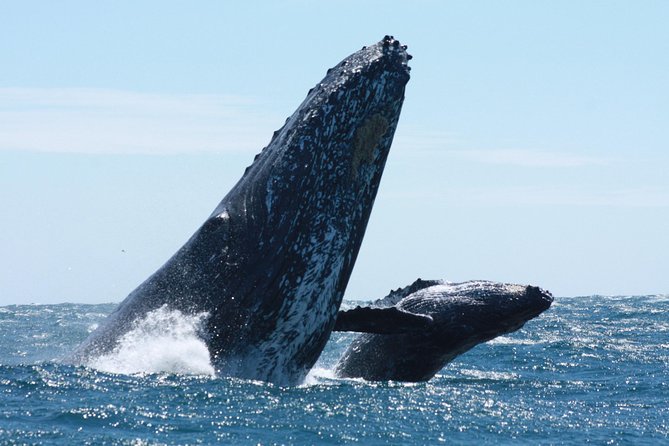 Whale Watching Zodiac in Cabo San Lucas With Comp Transportation - Booking Information