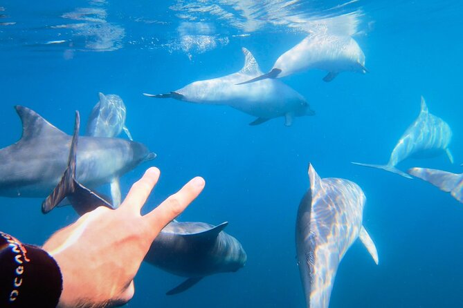 Wild Dolphin Swim Cruise - Swimming With Dolphins Experience