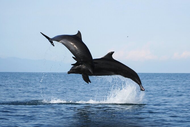 Wild Dolphins Encounter & Snorkeling - Dolphin Interaction