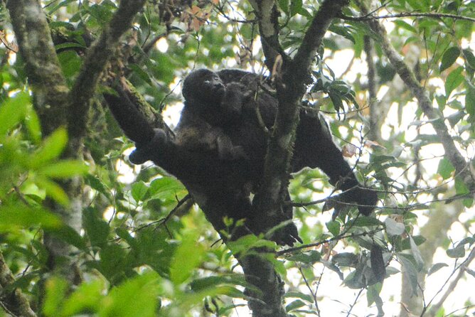 Wildlife Safari Float by Kayak in Peñas Blancas River From Arenal - Tour Logistics and Customer Reviews