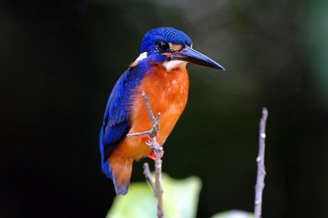 1-Hour Daintree River Wildlife Cruise - Meeting Point and Logistics