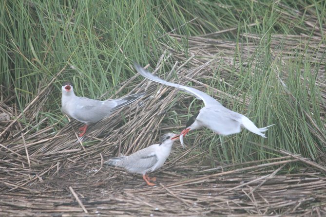 2-Hour Sunset Safari Eco Cruise From Cape May - Salt Marsh Exploration