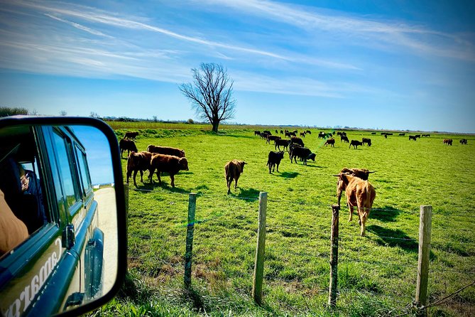 4x4 Camargue Safari 4h - Departure From Arles - Tour Highlights