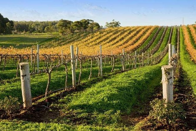 8-Hour Mclaren Vale Winery Tour From Adelaide - Tour Details and Requirements