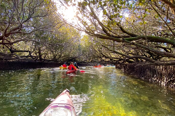 Adelaide Dolphin Sanctuary Mangroves Kayaking Tour - Meeting and Pickup Details