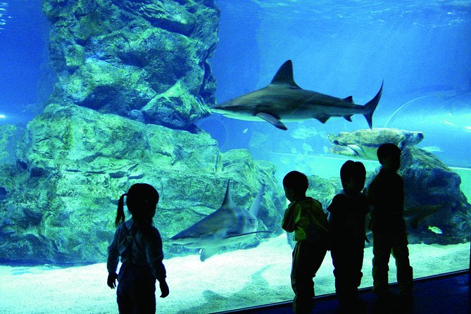 Afternoon Coex Aquarium, Han River Cruise Tour - Tour Logistics and Details