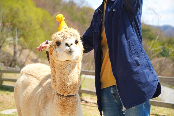 Alpaca World Tour With Nami Island & Optional Railbike or Garden - What to Expect on Tour