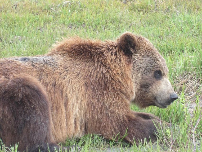 Anchorage: Glacier and Wildlife Explorer Cruise - Unforgettable Alaskan Wildlife Experience