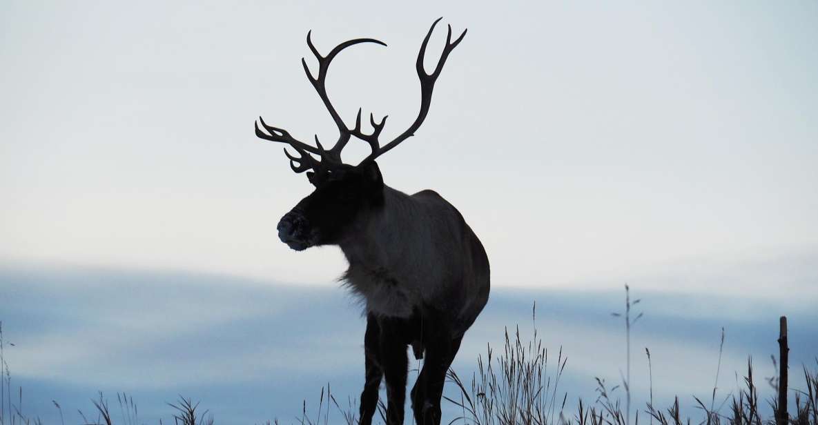 Arctic Day: Wildlife & Hot Springs | Half Day - Hot Springs Exploration