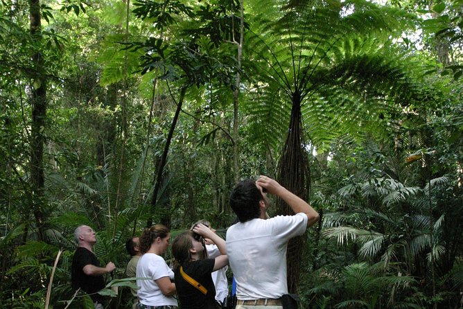 Atherton Tablelands Rain Forest by Night From Cairns - Afternoon Tea and Dinner Delights