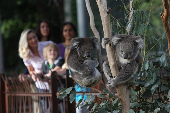 Australian Wildlife Tour at Melbourne Zoo Ticket - Excl. Entry - Accessibility and Requirements