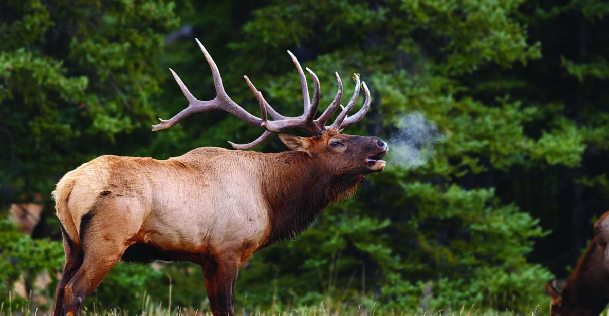 Banff: Evening Wildlife Safari Guided Tour - Booking Information