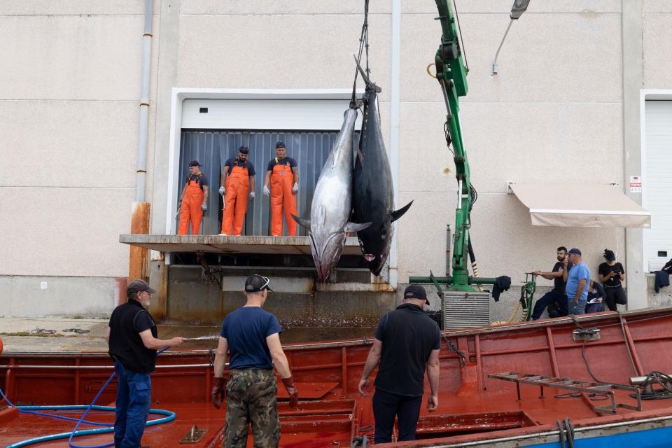 Barbate: Boat Tour to the Almadraba of Conil (Tuna Fishing) - Tour Inclusions