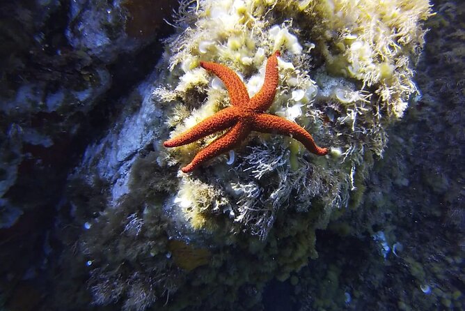 Boat Trip and Snorkeling in the Gulf of Calvi - Participant Limitations