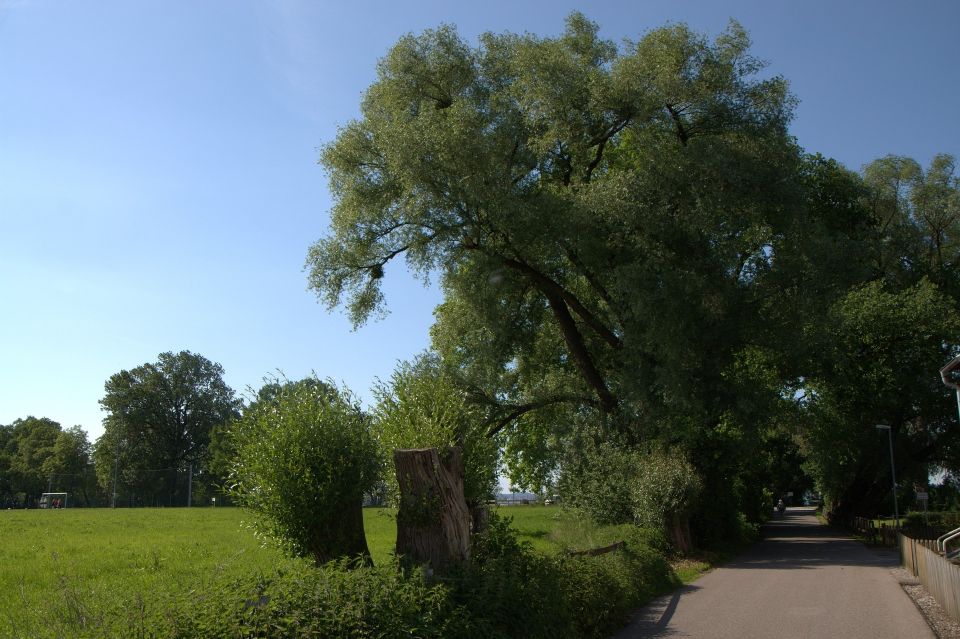 Bregenz - Historic Guided Walking Tour - Inclusions