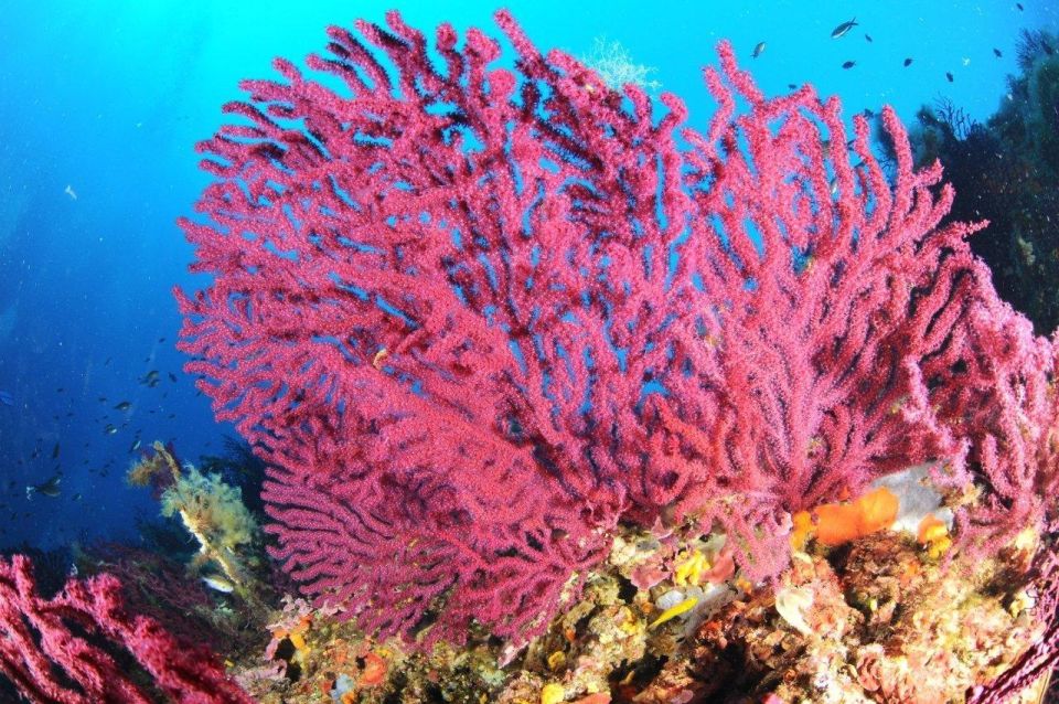 Calvi: Pointe De La Revellata Snorkeling Boat Tour - Discover the Underwater World