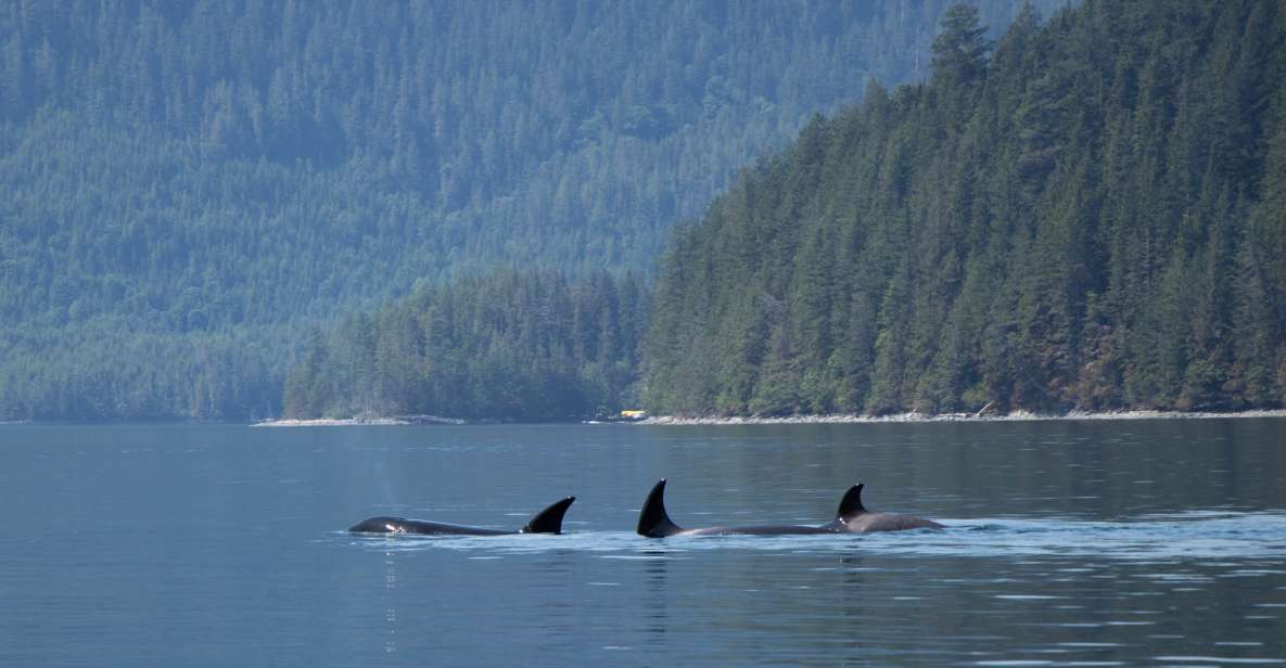 Campbell River: Whale Watching Cruise With Lunch - Experience Highlights