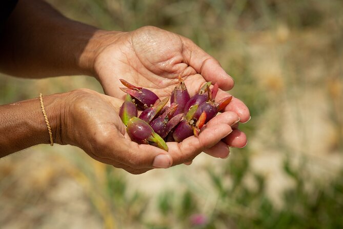 Cape Byron Aboriginal Tour - Nature and Wildlife Encounters