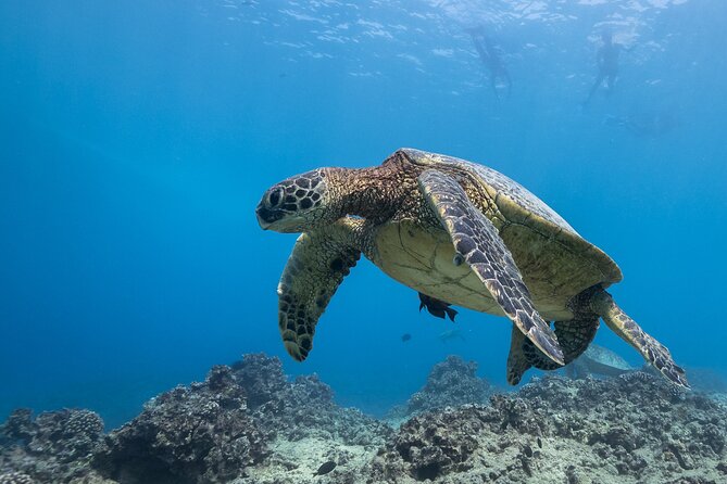 Certified Diver: 2-Tank Shallow Reef Dives off Oahu - Dive Experience