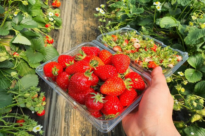 Cheongyang Alps Village and Strawberry Picking Tour in Seoul - Cancellation and Refund Policy