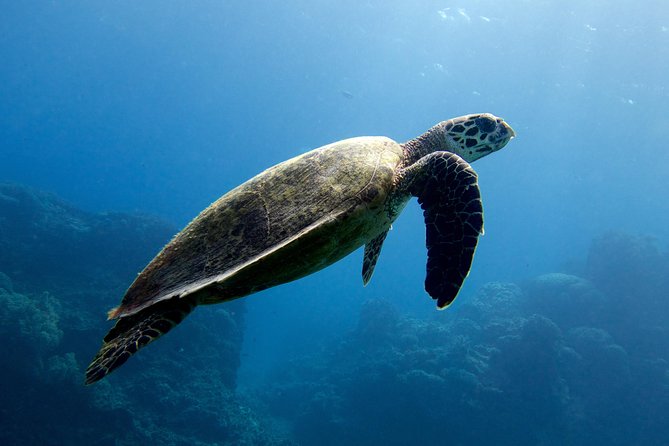 Coral Sea Dreaming: Overnight Dive, Snorkel & Sail From Cairns - Delicious Meals and Refreshments