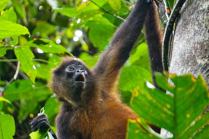 Corcovado and Drake Bay 2-Day Small-Group Safari Guided Tour - Wildlife Encounters and Nature Stay