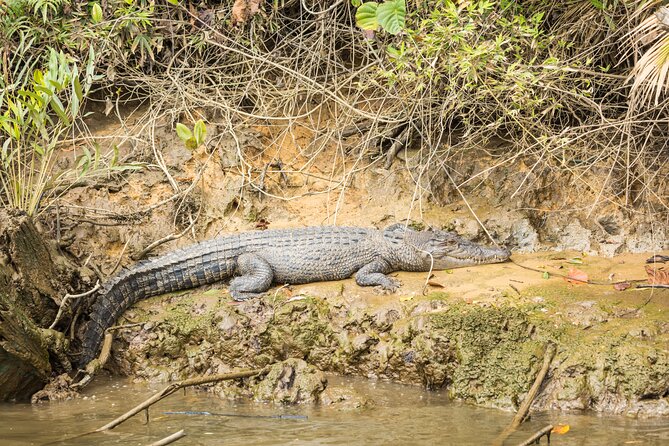 Daintree Afternoon Nocturnal Nature and Wildlife Tour - Hiking and Boardwalk Adventures