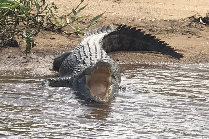 Daintree River Cruise - Wildlife and Scenic Spots