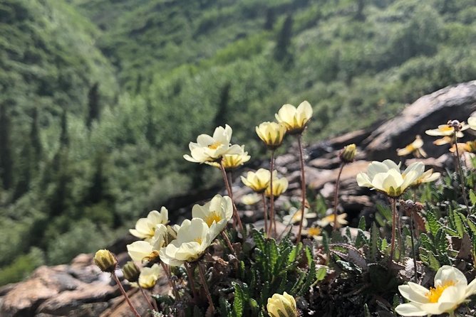 Denali National Park Walking Tour - Tour Guides Reviews