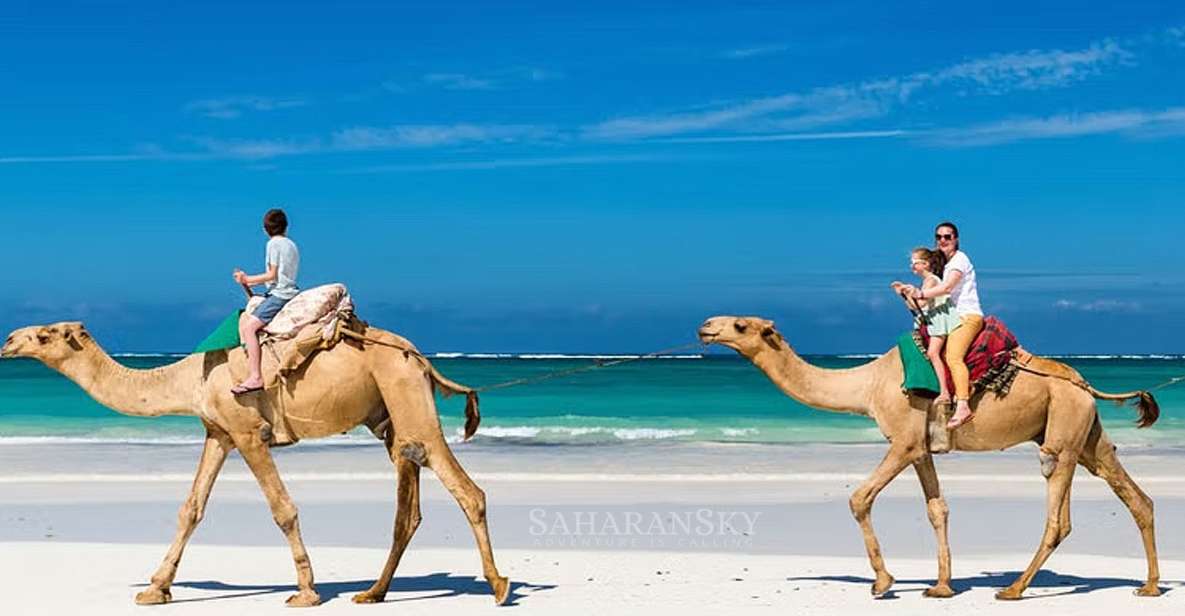 Djerba: Lagoon Camel Ride Experience - Customer Reviews and Ratings