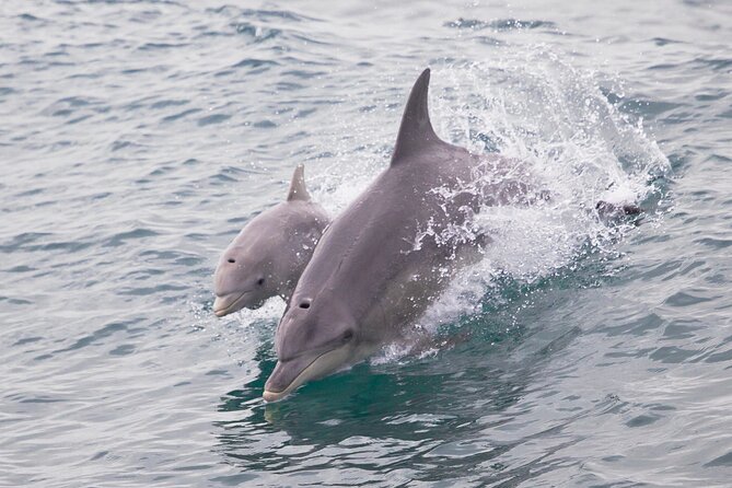 Dolphin, Penguin and Sea Lion Cruise - Island Hopping Adventure