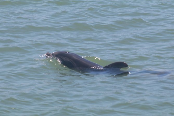 Dolphin Tour on a Private Boat - Logistics Details