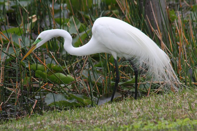 Everglades Airboat Nature Tour From Greater Fort Myers - Viator Booking Experience