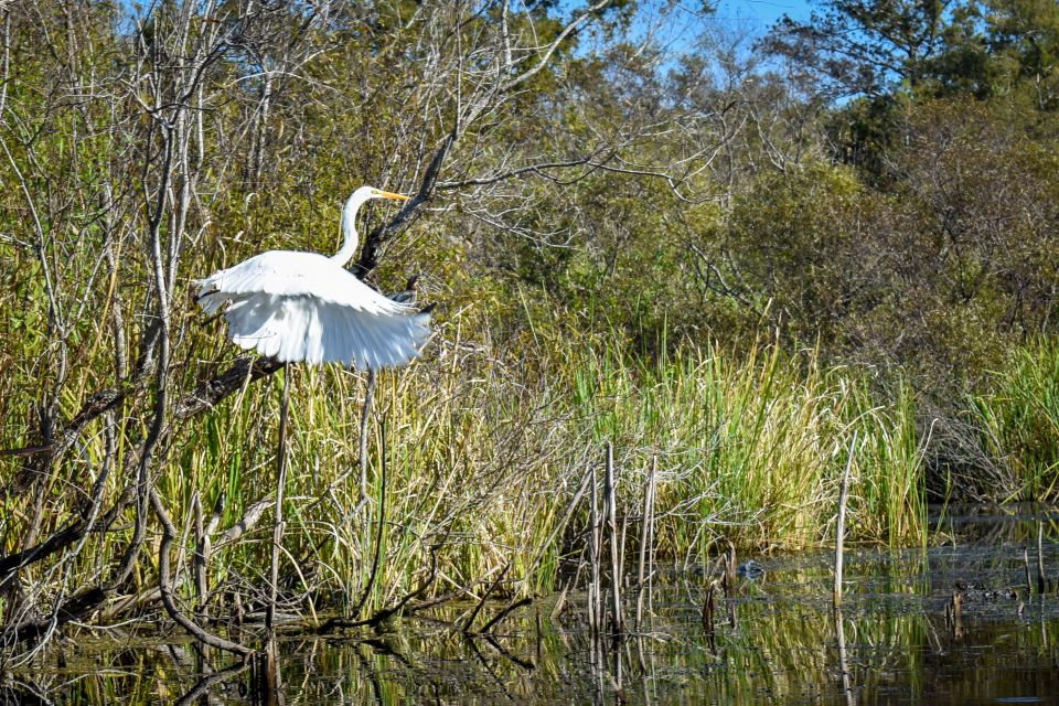 Everglades City: Guided Kayaking Tour of the Wetlands - Customer Reviews