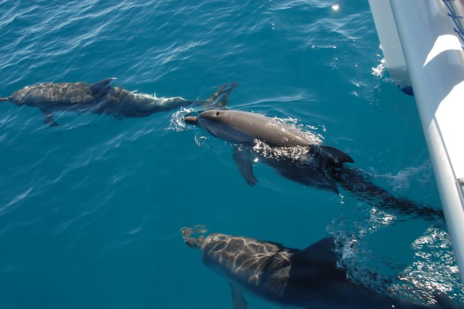 Fraser Island & Dolphin Sailing Adventure - Wildlife Encounters Guaranteed