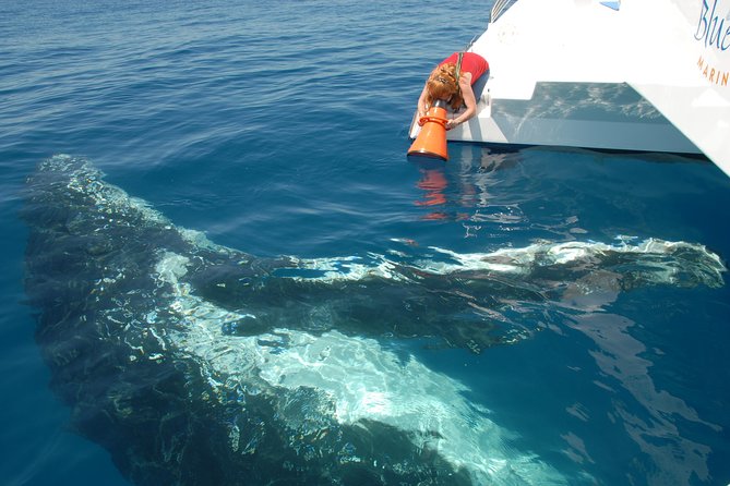 Fraser Island Whale Watch Encounter - Whale Watching Experience