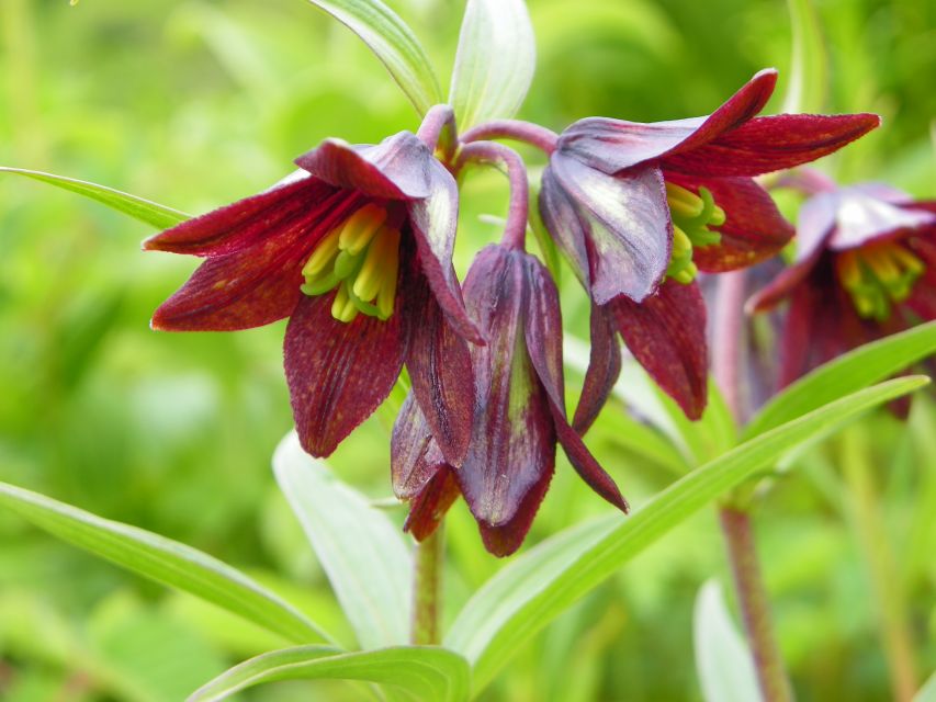 From Anchorage: Chugach State Park Walk With Naturalist - Important Information