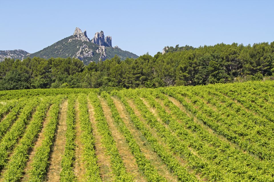 From Avignon: Half-Day Great Vineyards Tour - Tour Highlights