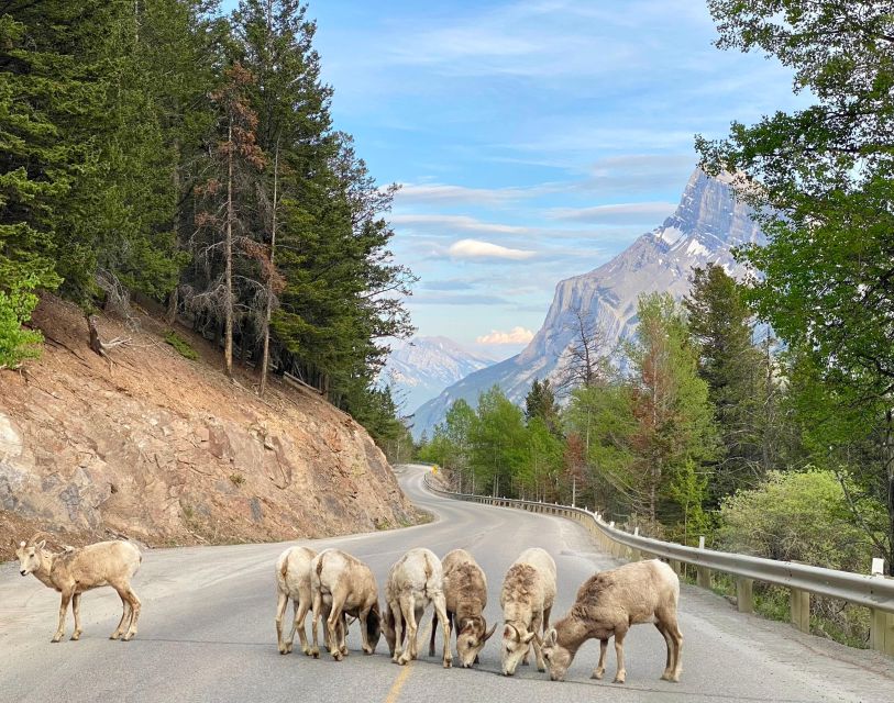 From Calgary: Banff National Park Premium Day Tour - Highlights