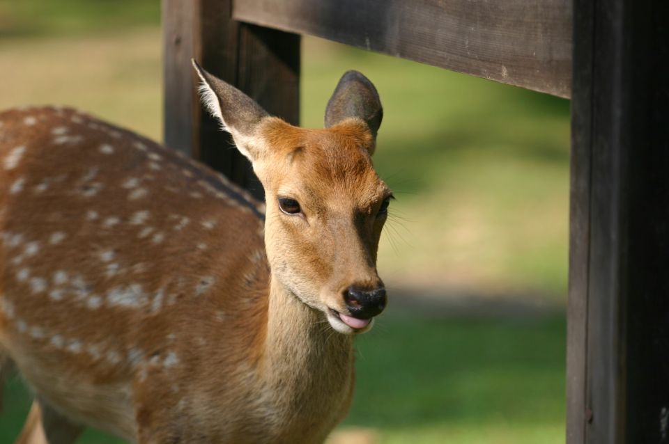 From Kyoto: Nara Guided Half Day Bus Tour - Tour Highlights and Inclusions