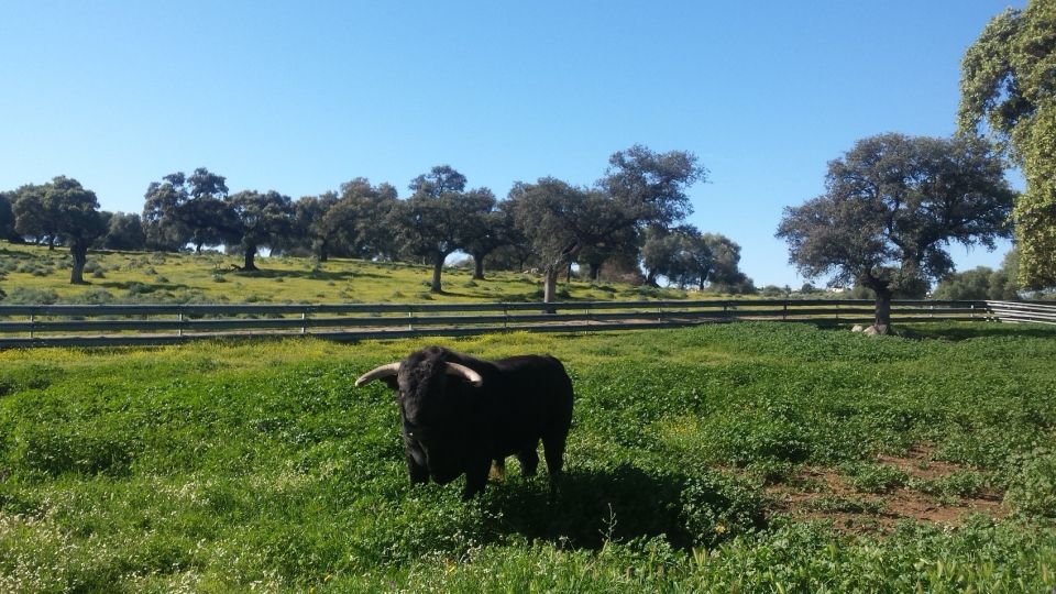 From Seville: Half-Day Bull Breeding Farm Tour - Important Information