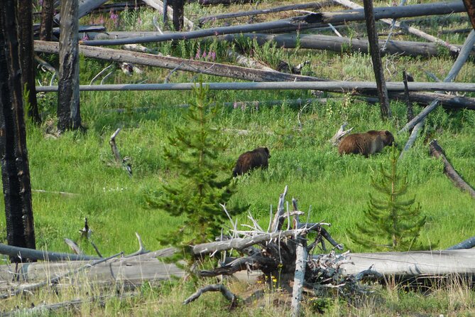 Full-Day Guided Yellowstone Day Tour - Customer Reviews